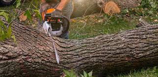 Best Emergency Tree Removal  in Alhambra, CA