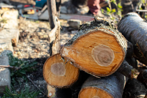 Best Hazardous Tree Removal  in Alhambra, CA