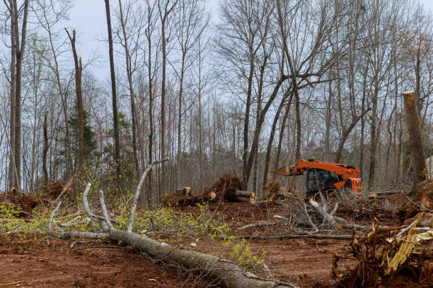 How Our Tree Care Process Works  in  Alhambra, CA