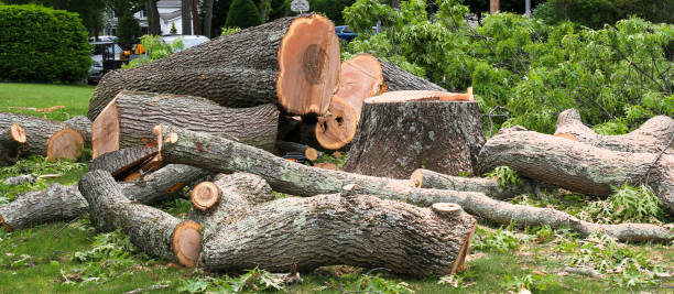 Best Tree Trimming and Pruning  in Alhambra, CA