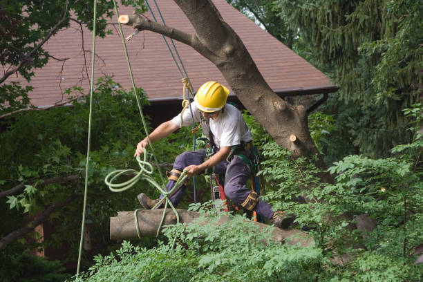 Best Tree Mulching  in Alhambra, CA