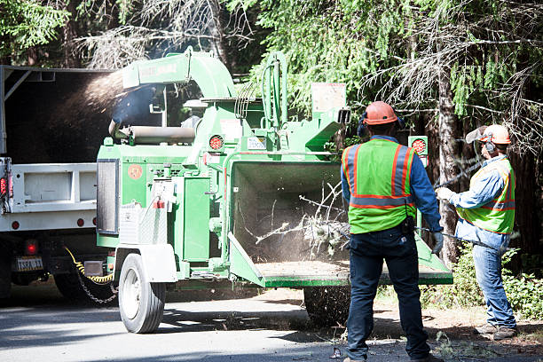 Trusted Alhambra, CA Tree Services Experts