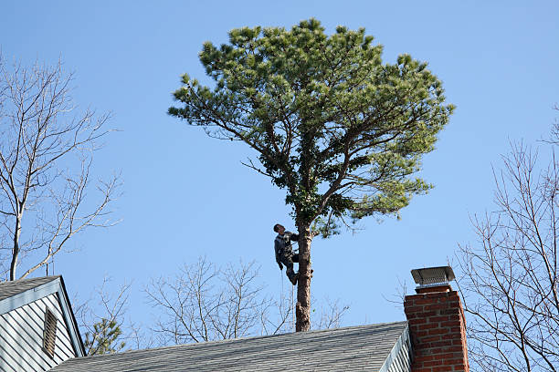 Best Storm Damage Tree Cleanup  in Alhambra, CA